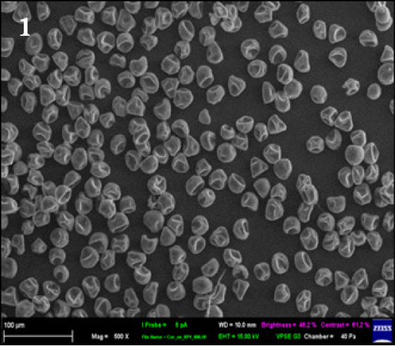 Fig. 1. Pollen grains of Corylus avellana collected from different habitats: 1 – NBG (Kyiv).