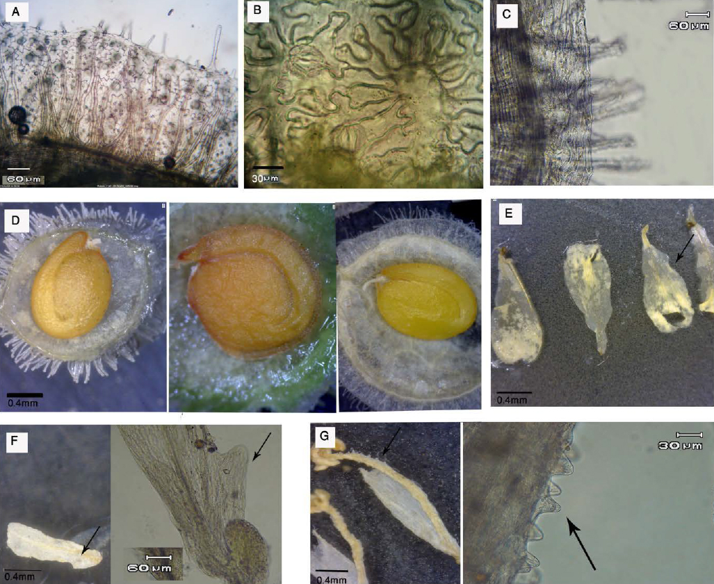 Fig. 2. Fruit margin in Clypeola jonthlaspi (A), C. aspera (B) and C. dichotoma (C); D – mature fruits; E – emargination in lower part of petal of C. lappacea; F – protruding in basal petal of C. dichotoma; G – protruding in tip of filament and wing of stamen of C. lappacea.