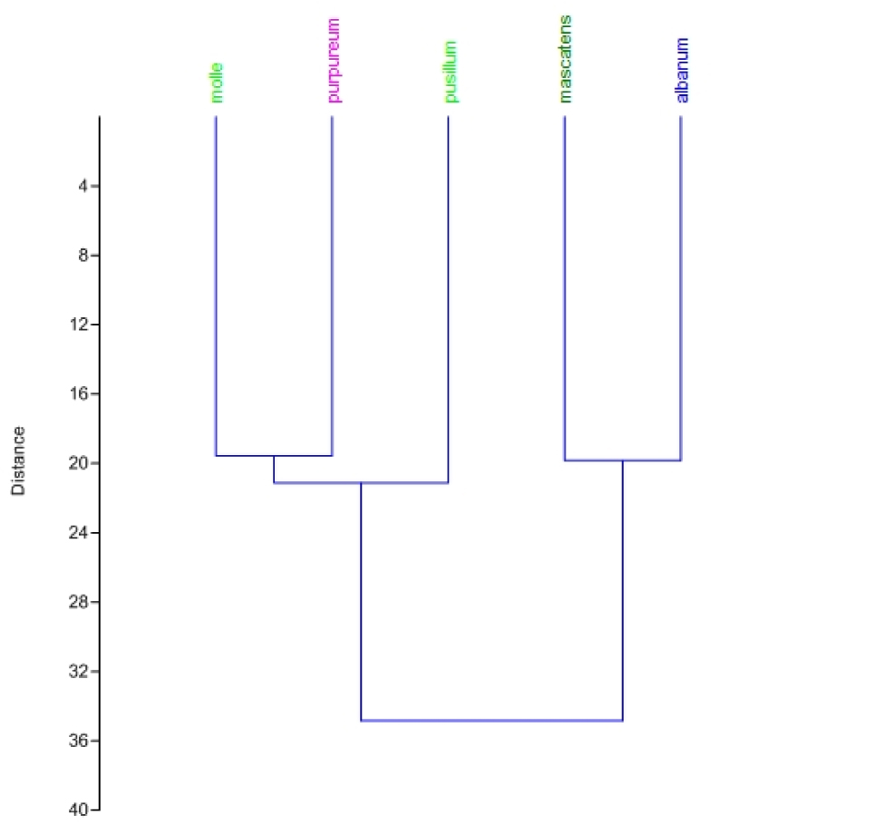 Fig. 4. Cluster analysis (Ward’s method) based on pollen features of Geranium.