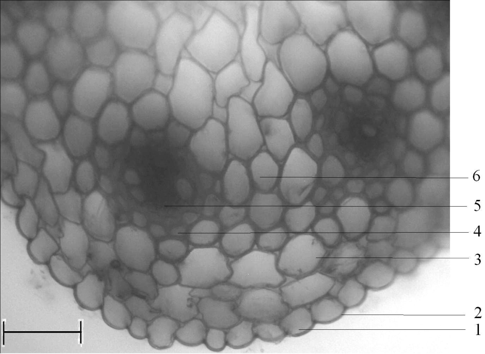 Fig. 1. Cross section through the stem of Coleanthus subtilis: 1 – epidermis; 2 – cuticle; 3 – primary bark parenchyma; 4 – sclerenchyma facing of vascular bundle; 5 – vascular bundle; 6 – interfascicular parenchyma. Scale bar – 4,7 µm.