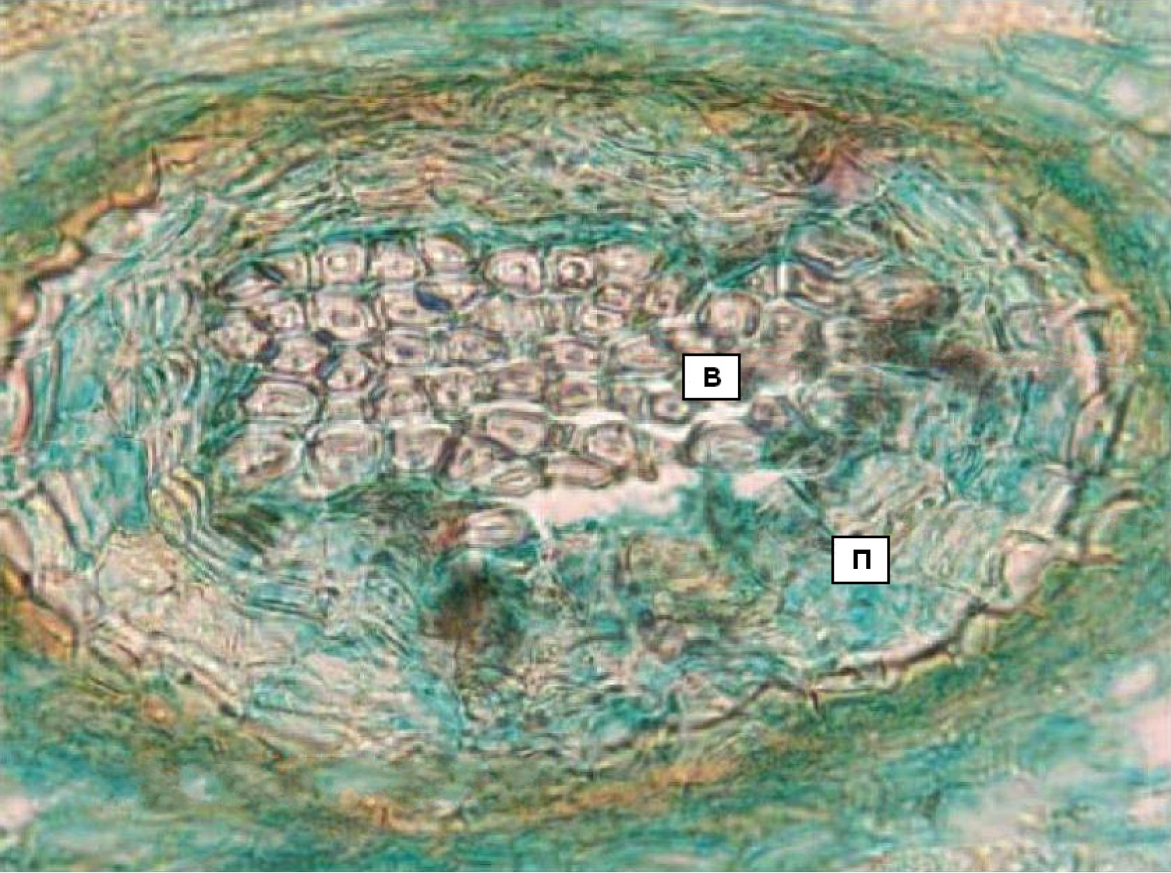 Fig. 1. The circular periderm in bark of perennial steam of Salix hultenii in cross-section: В – fibres; П – peridermal phellem.