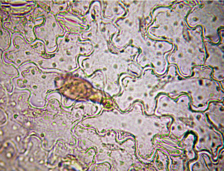 Fig. 1. Abaxial epidermis of Geranium sanguineum