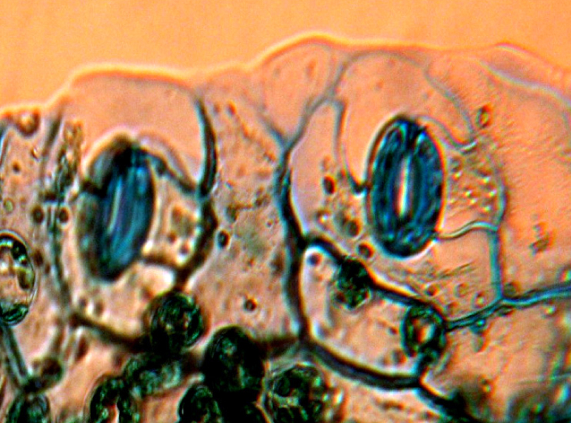 Fig. 1. Anomotetracytic and anisocytic stomatal apparatus of Grindelia іntegrifolia.