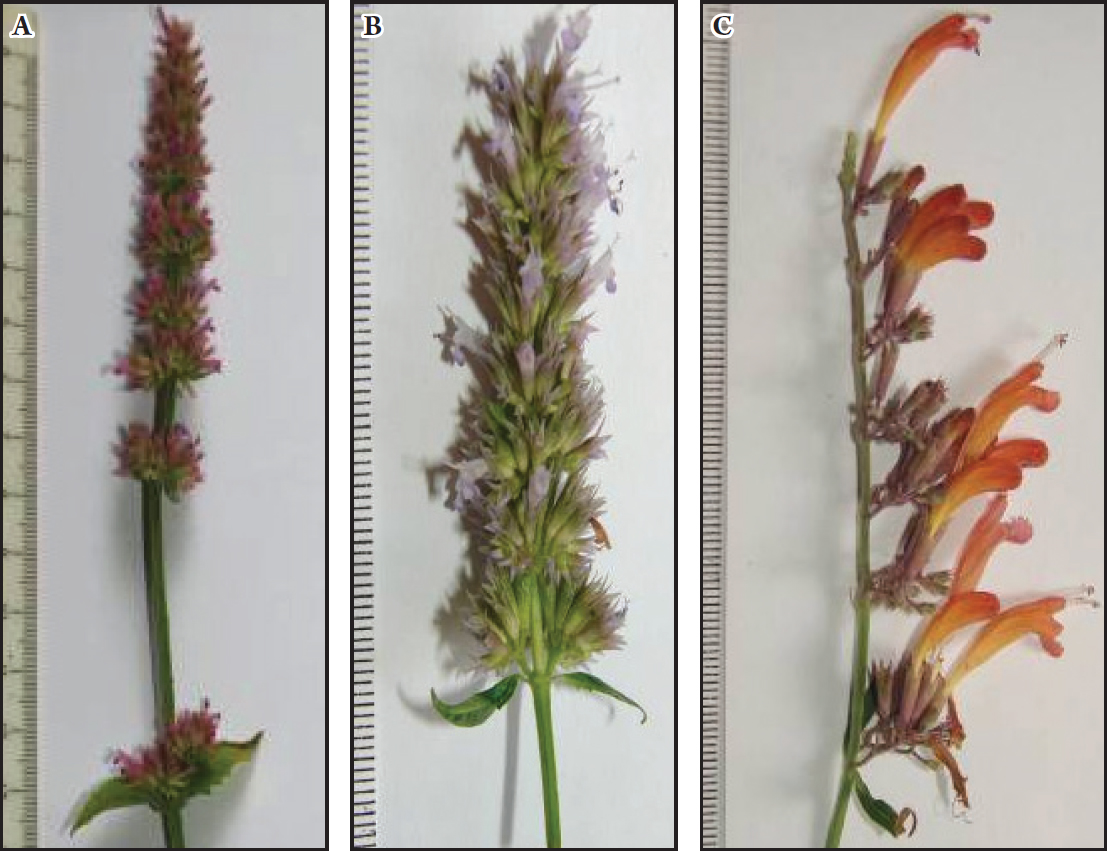 Fig. 2. Single inflorescence of: А – Agastache breviflora; В – A. rugosa; С – A. rupestris.