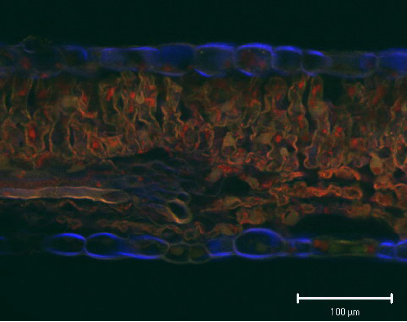 Fig. 1. The sections of Trapa natans swimming leaf.