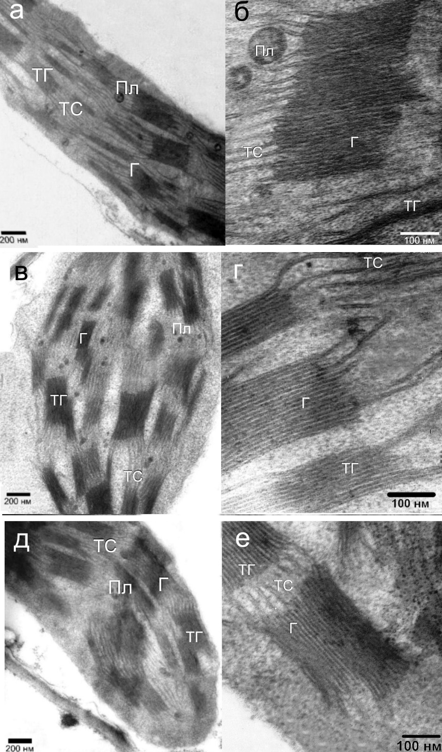 Fig. 1. The ultrastructure of chloroplast in pea leaves: а, б – control; в, г – treated by Cu2+; д, е – treated by Zn2+. Г – grana; Пл – plastoglobule; ТГ – thylakoids of grana; ТС – thylakoids of stroma.