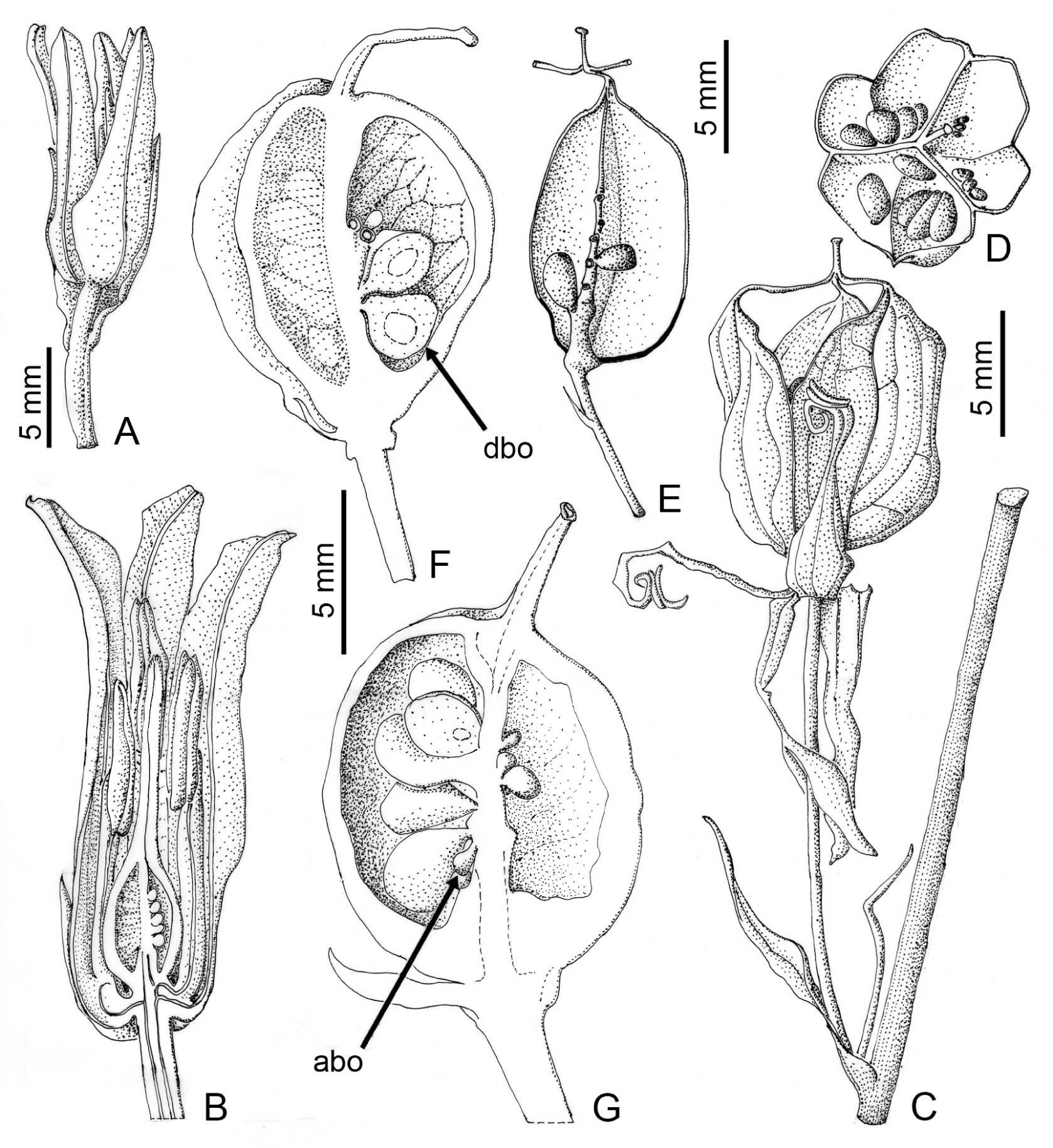 Fig. 6. Hyacinthoides non-scripta: A – side view of the anatomized flower; B – longitudinal section of an anthetical flower; C-D – mature fruit, in side and top views; E – detail of the fruiting axile placenta, with basal congenitally fused fruit walls in black; F-G – longitudinally cut two young fruits, showing basal ovule developing (dbo) or aborted (abo).