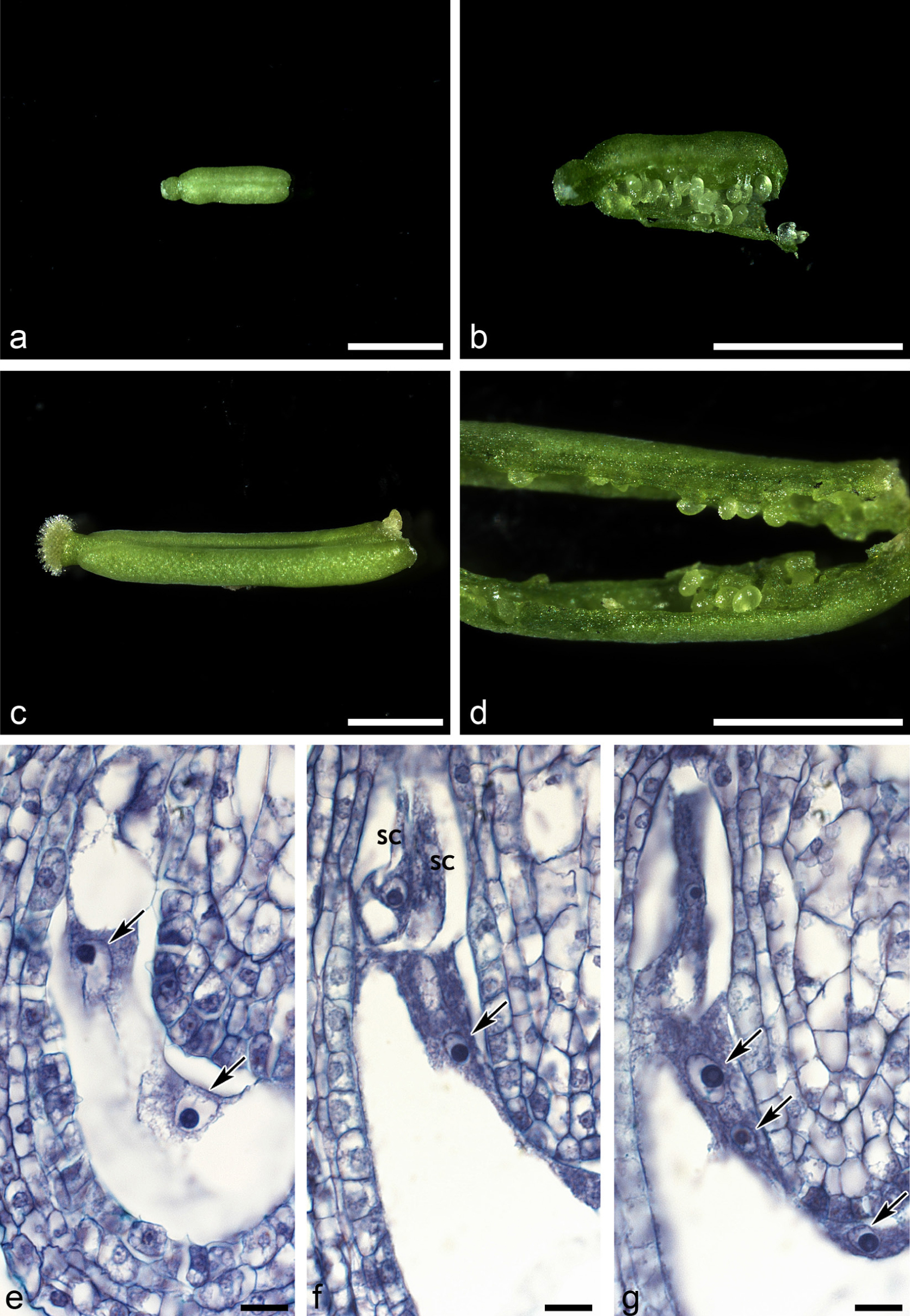◀ Fig. 1. Unpollinated Arabidopsis Col-0 pistils at inoculation and cultured on MS 6% + estrone 1 µM for 7 days (a-d), and longitudinal paraffin sections of ovules inside unpollinated ovaries (e-g): a, b – pistils at inoculation; enlarged pistils (c) and ovules inside ovaries (d) after 7 days of culture; e – AE with two distant nuclei (arrows); f, g – few nucleate AE (arrows) accompanied by egg apparatus, visible synergids (sc). Bar – 1 mm (a-d) and 10 µm (e-g).