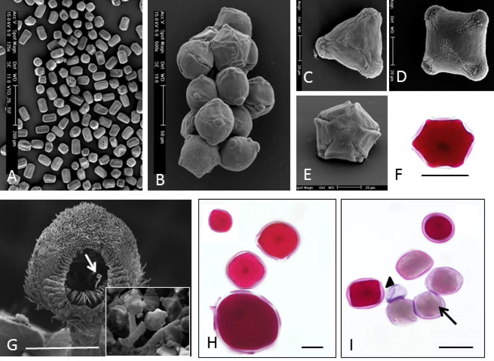 Fig. 1. Pollen heteromorphism, stainability and germination in metallophytes of sect. Melanium. SEM (A-E, G) and LM (F, H, I) micrographs. Pollen morphs isolated from one flower of Viola tricolor from non-metalliferous (A) and metalliferous (B) sites; 3-aperturate (C), 4-aperturate (D) and 5-aperturate (E) pollen of V. tricolor from metallicolous population; 6-aperturate pollen of V. albanica (F); pollen germination (arrow and magnification) at stigma of V. raunsiensis (G); different sizes of stainable pollen (Alexander test) in V. albanica × V. dukadjinica (H); non-stainable normal-size (arrow) and dwarf empty (arrowhead) pollen of V. dukadjinica (I). Bars in A = 200 µm, in B, F, I = 50 µm, in C-E, H = 20 µm, in G = 500 µm.