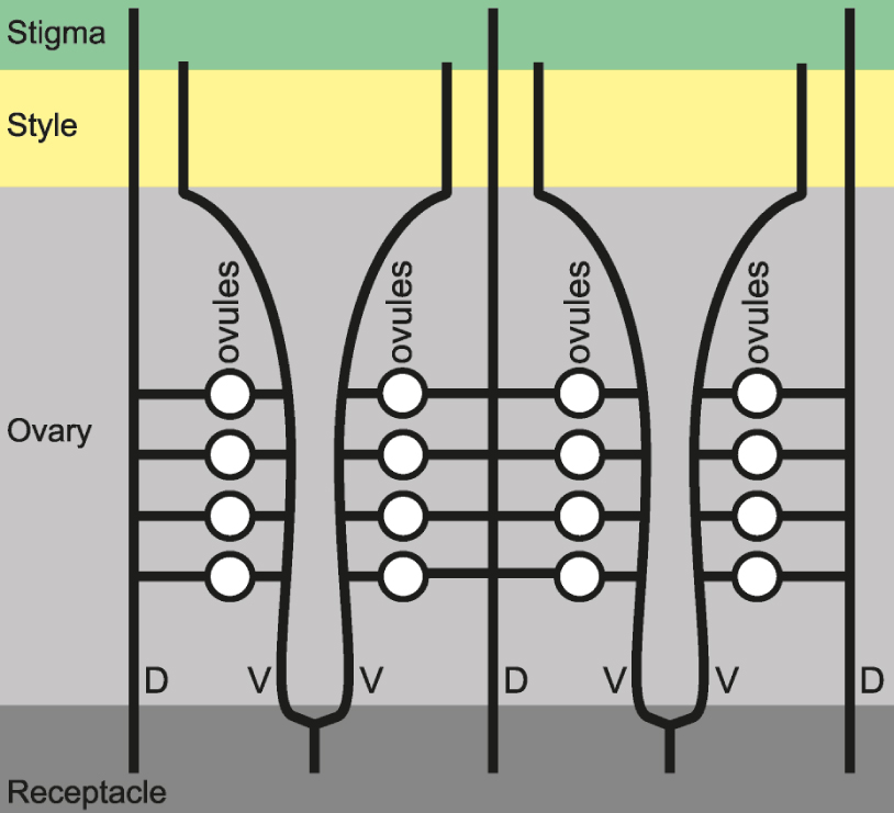 Fig. 4. Scheme of gynoecium vascularization in Aconitum lasiocarpum and Delphinium elatum: D – dorsal bundles; V – ventral bundles.