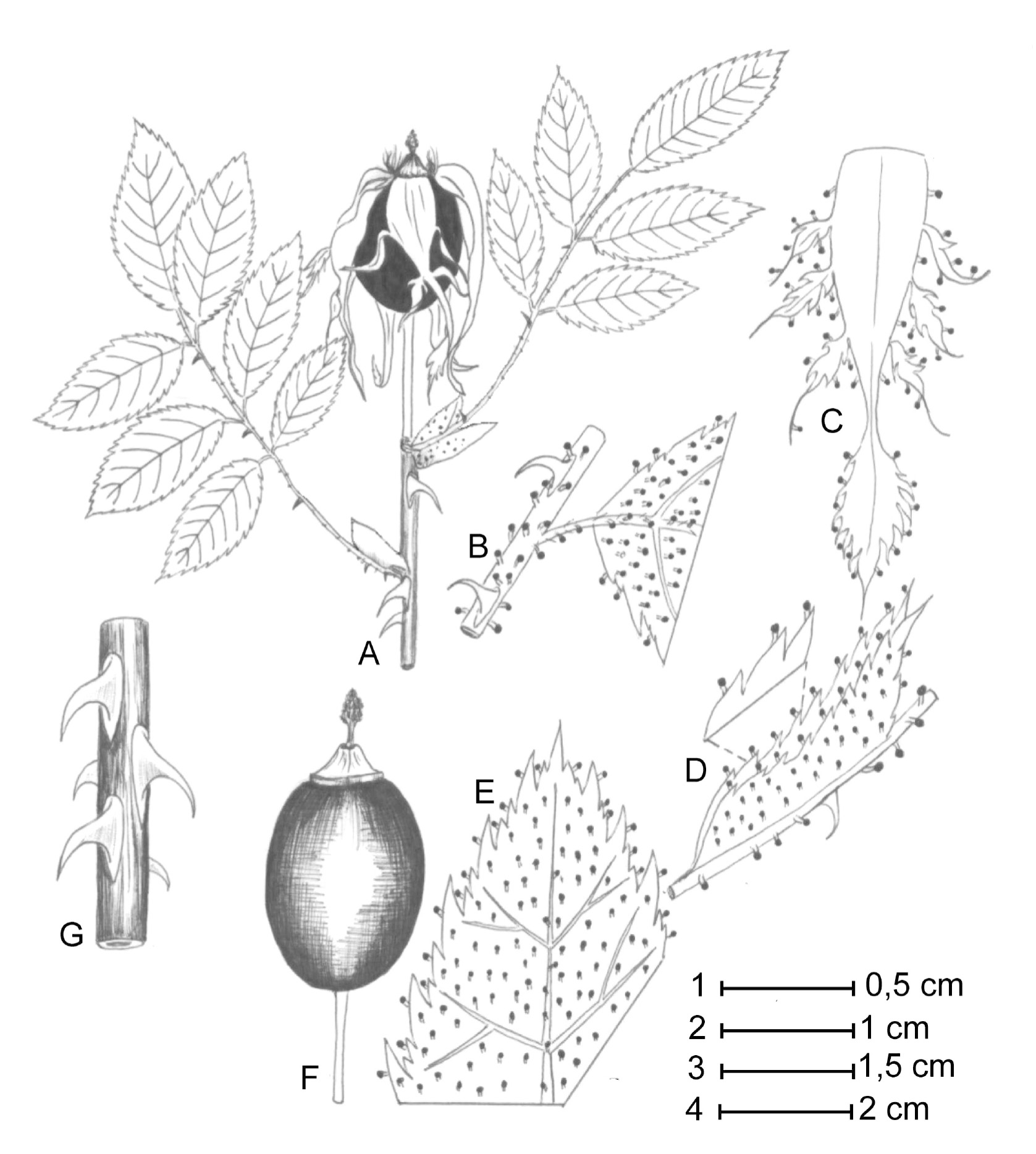 Fig. 2. Rosa agrestis Savi var. agrestis: A – part of fruiting short shoot; B – part of axis of leaf; C – sepal; D – stipule; E – part of leaf (underside); F – fruit; G – part of long shoot. Scales: 1 – C, D, E; 2 – B; 3 – F; 4 – A, G.