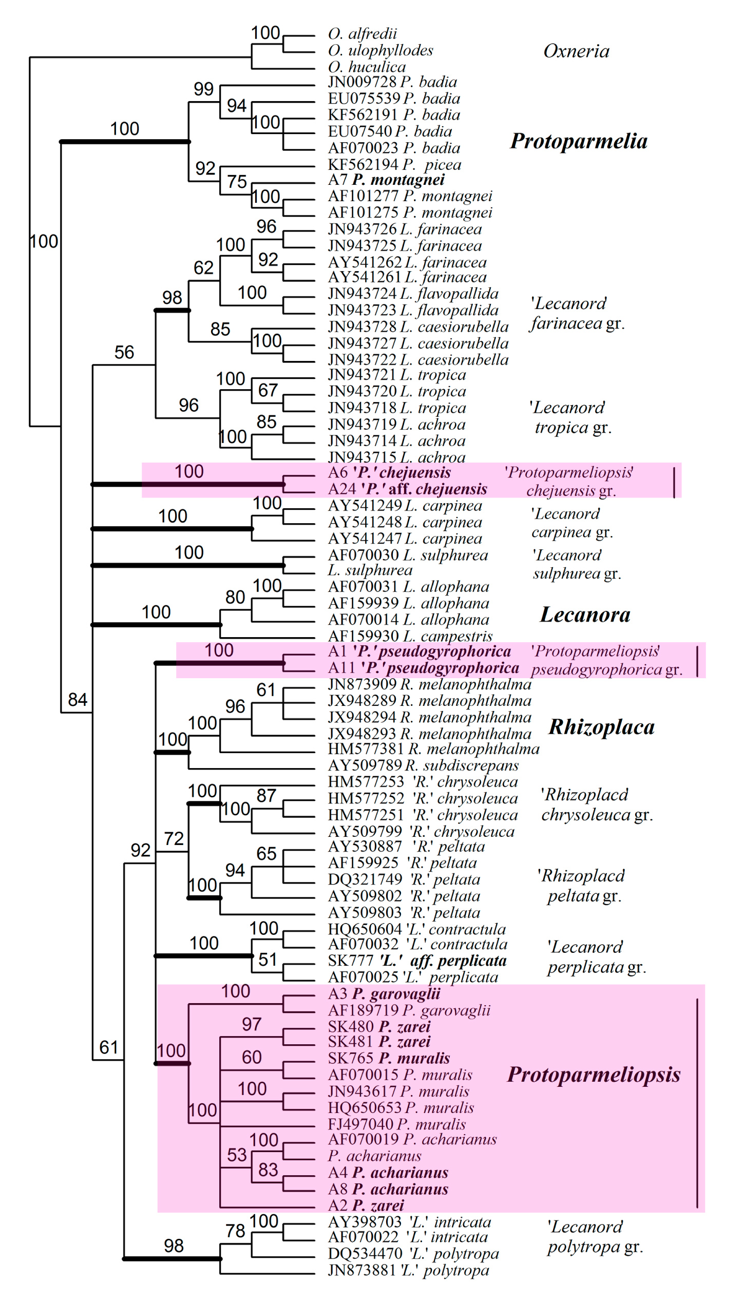 Fig. 1. The phylogenetic tree of the representatives of the family Lecanoraceae including genera Protoparmeliopsis, Lecanora, Rhizoplaca and Protoparmelia based on combined molecular data set.