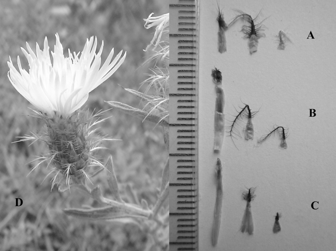 Fig. 2. Outer, middle, and inner appendages (from left to right) in Centaurea aytugiana (A), C. stenolepis (B) and C. salicifolia (C), and capitulum of C. aytugiana (D).
