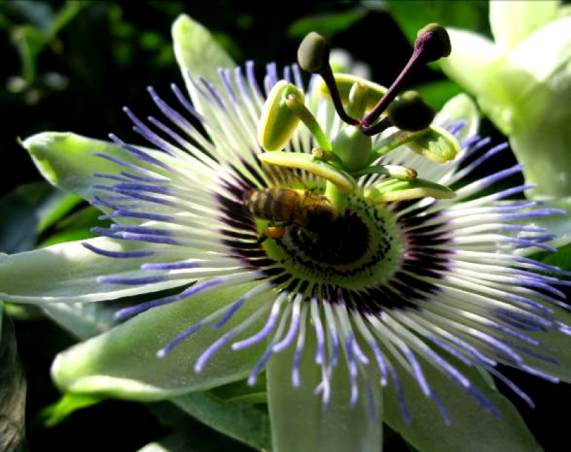 Fig. 3. Open flowers of Passiflora caerulea.