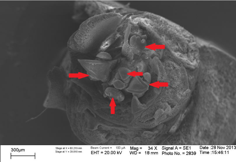 Fig. 1. Beginning of flowers laying of Euonymus atropurpureus (19.07.2013): apexes of separated flowers are shown by arrows.