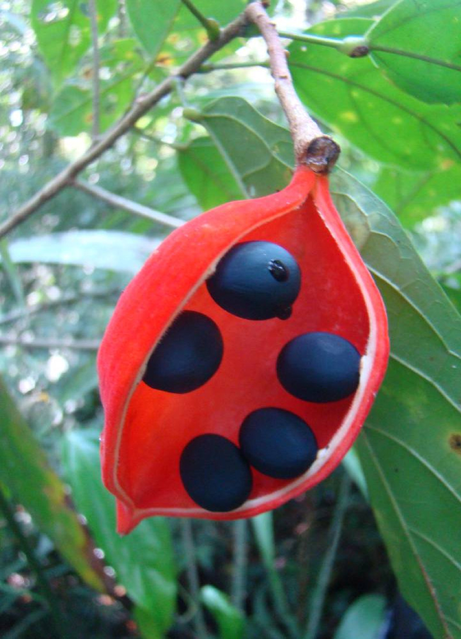 Fig. 1. Common view of wall fruit with seeds of Sterculia coccinea. Mountain tropical forest, Western Java, Indonesia (04.09.2013, original).