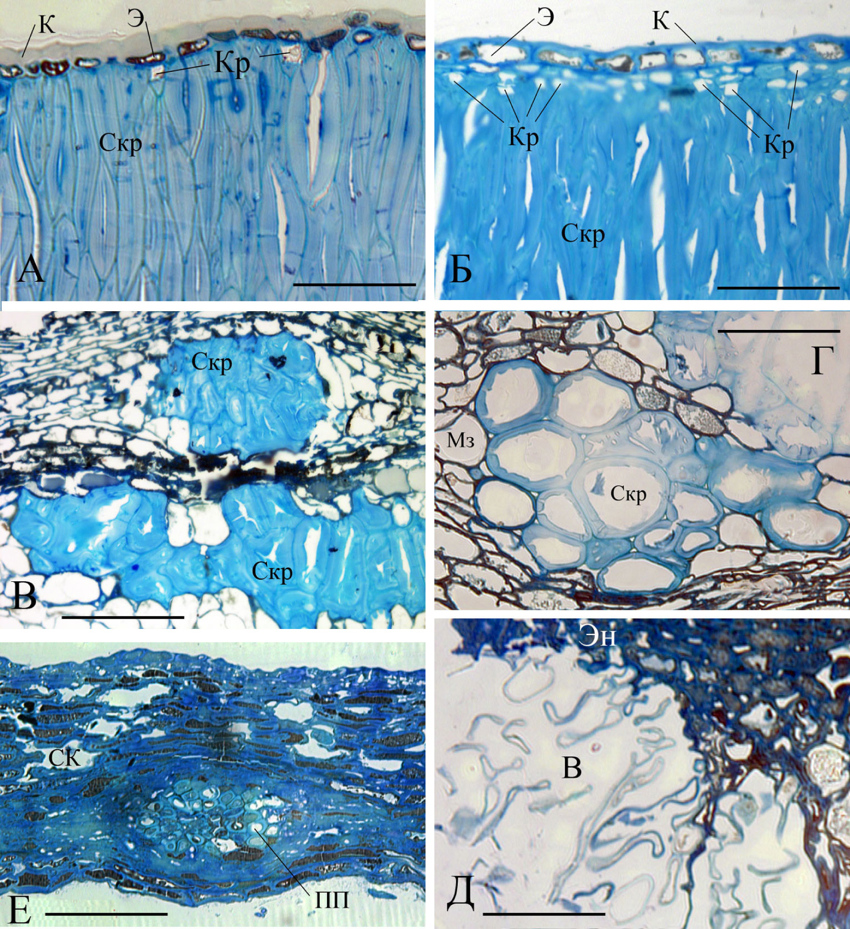 Fig. 2. Fragments of transversal (А, Б, Г-Е) and longitudinal (В) sections of pericarp (А-Д) and seed skin (Е) of Quercus coccinea (А, Г, Д), Q. alba (Б, В) and Q. mongolica (Е). Explanations see Fig. 1. The scale is 50 μm.