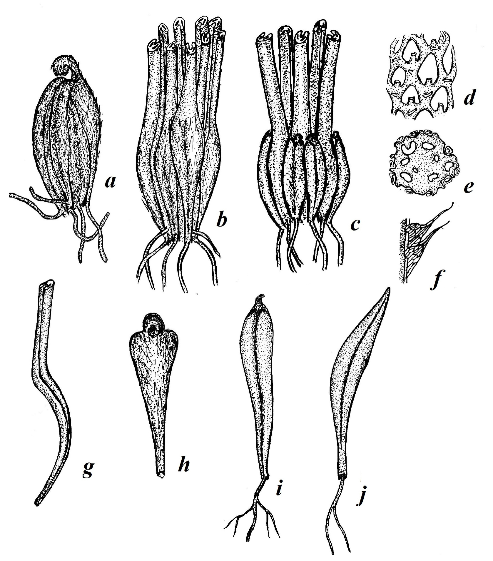 Fig. 1. Structural details of the rosette rhizome of Matteuccia struthiopteris sporophyte: a – terminal bud; b – terminal bud surrounded by the living fronds; c – terminal bud surrounded by the living fronds and cataphylls; d – fragment of the dictyostele of the rosette rhizome; e – rosette rhizome in cross section; f – margin of the phyllopodium with pneumatophore and scales; g – curved phyllopodium of sporophyll; h – crozier with withered germ of the frond lamina; i – cataphyll of the rosette rhizome; j – cataphyll in the transition zone from the stolon to the rosette rhizome.