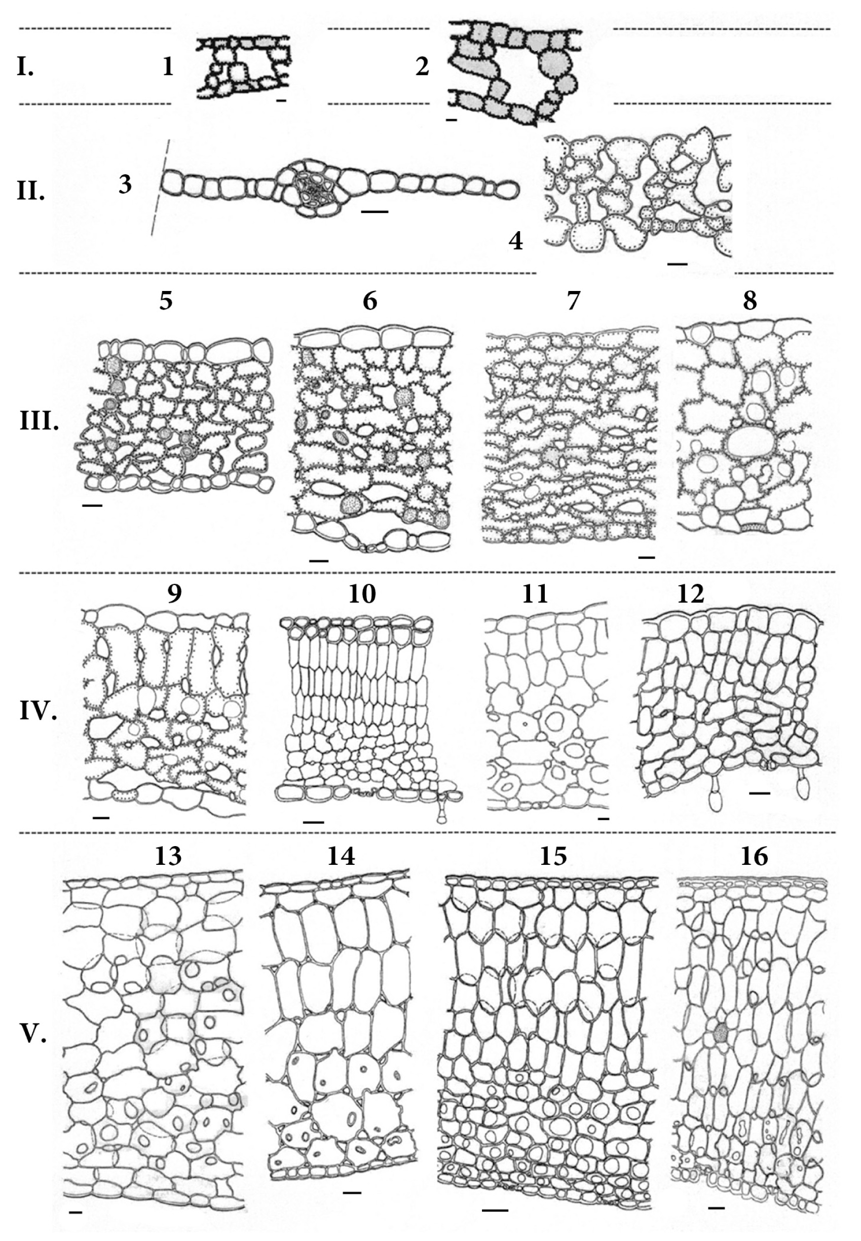 Fig. 1. Structural types of frond anatomy: I – hydromorphic; II – hygromorphic; III – mesomorphic; IV – subxeromorphic; V – subsucculent. 1 – Ceratopteris cornuta; 2 – Ceratopteris thalictroides; 3 – Crepidomanes latealatum; 4 – Adiantum capillus-veneris; 5 – Polypodium vulgare; 6 – Polypodium australe; 7 – Phyllitis scolopendrium; 8 – Microgramma piloselloides; 9 – Ceterach officinarum; 10 – Pyrrosia petiolosa; 11 – Lepisorus thunbergianus; 12 – Aleuritopteris argentea; 13 – Microsorium punctatum; 14 – Lemmaphyllum microphyllum; 15 – Platycerium willinckii; 16 – Pyrrosia longifolia. Scale: 0.01 mm.