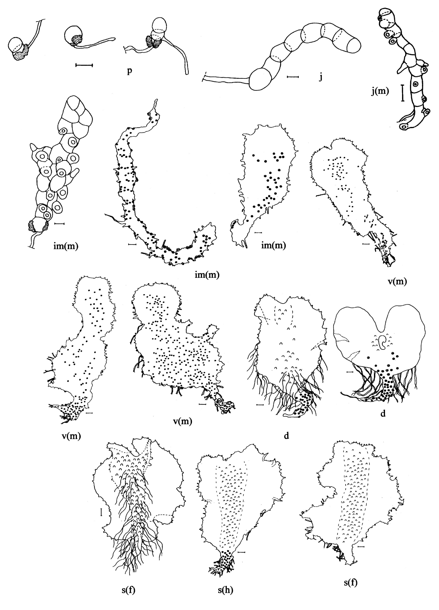 Fig. 1. The age-sexual states of the ontogeny of gametophyte Asplenium adiantum-nigrum: p – plantlet; j – juvenile; j (m) – juvenile male proliferous; im (m) – immature male proliferous; v (m) – virginal male proliferous; d – definitive proliferous; s (f) – senile female proliferous; s (h) – senile hermaphrodite proliferous. Scale: 0.1 mm.