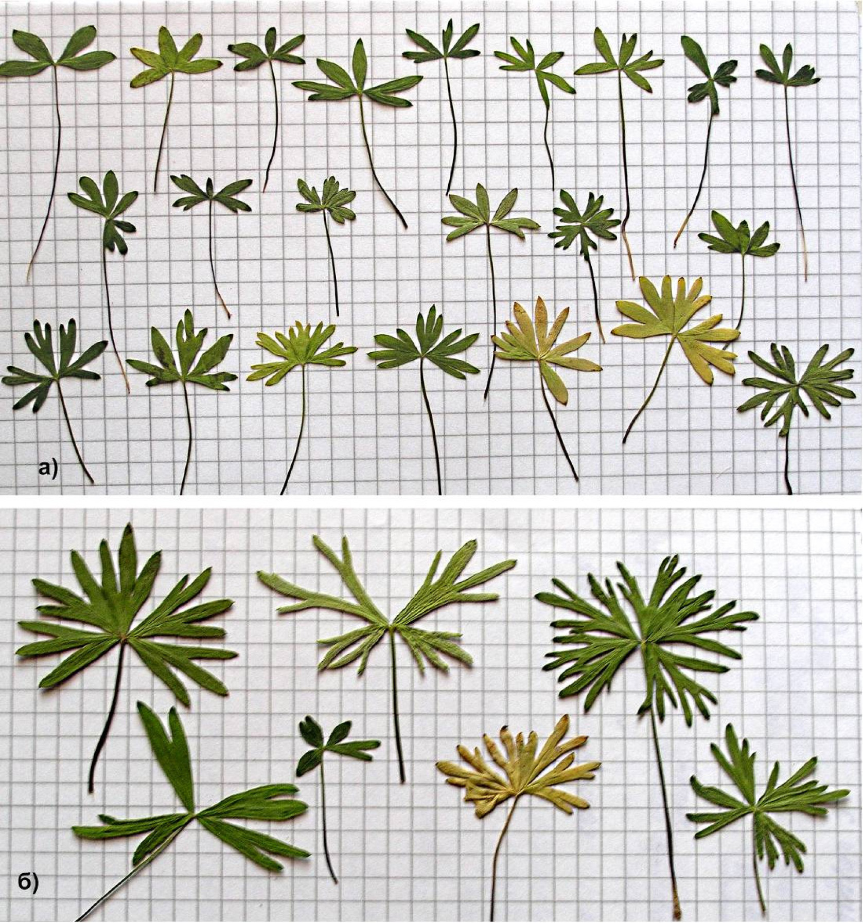 Fig. 4. Leaves of biennial immature(a) and virginile (б) individuals of Delphinium sergii. 1 scale cell = 5 × 5 mm.