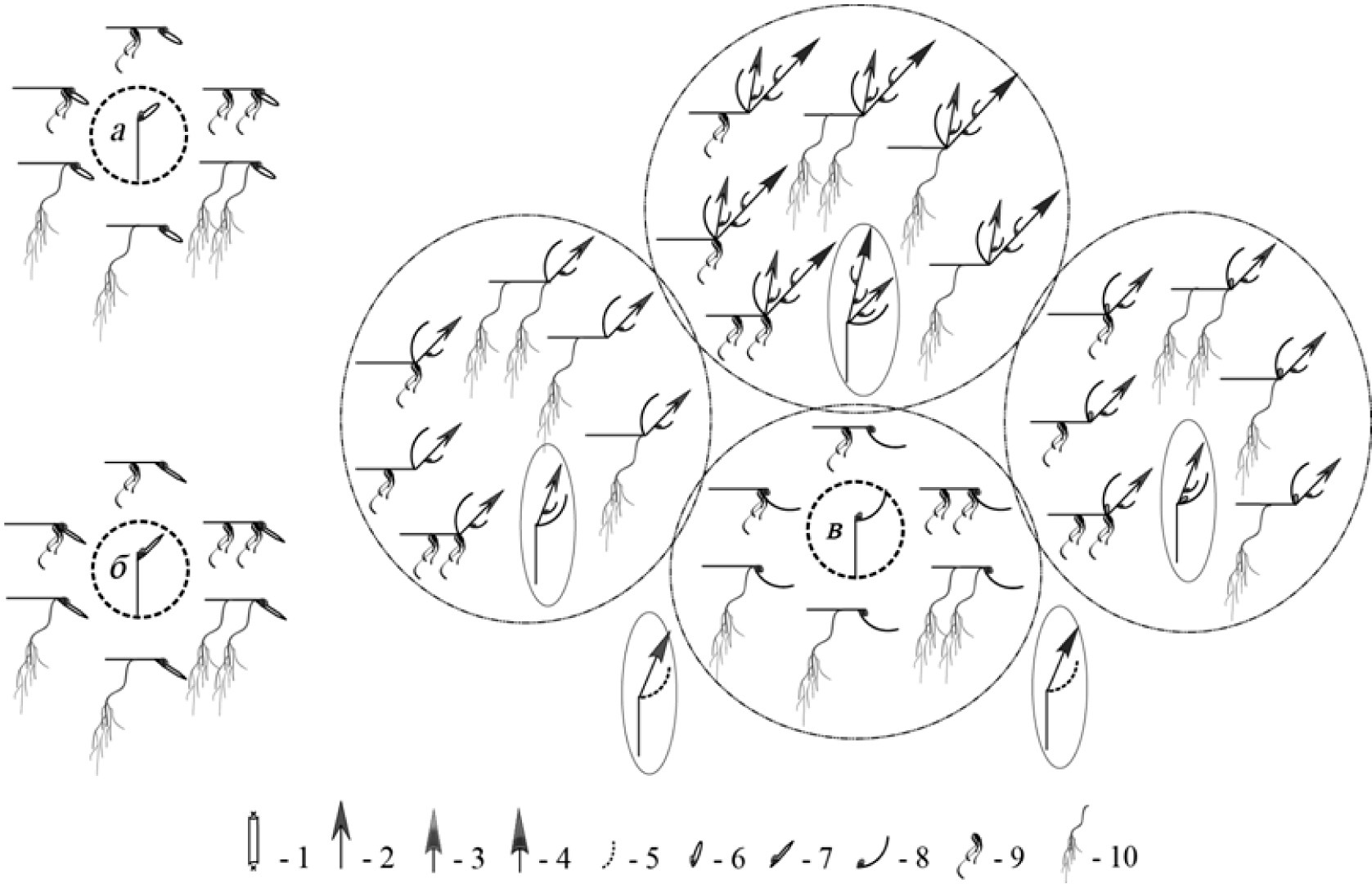 Fig. 1. The variants of elementary modules: а – metamere with internodium elongatum, a node with axillary bud and cataphylls; б – metamere with internodium elongatum, a node with axillary bud and paracataphylls; в – metamere with internodium elongatum, a node with axillary bud and middle leaf formation. 1 – part of the shoot of the last year; 2 – shoot of the current year; 3 – pseudolateral inflorescence; 4 – reduced pseudolateral inflorescence; 5 – dead middle leaf formation; 6 – cataphyll with axillary bud; 7 – paracataphyll with axillary bud; 8 – middle leaf formation with axillary bud; 9 – adventitious roots formed on the land; 10 – adventitious roots formed in the water.