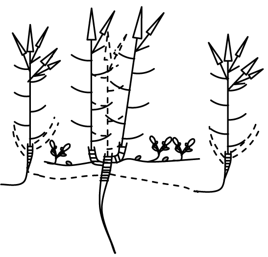 Fig. 1. Ontogeny of  R. ×anceps.