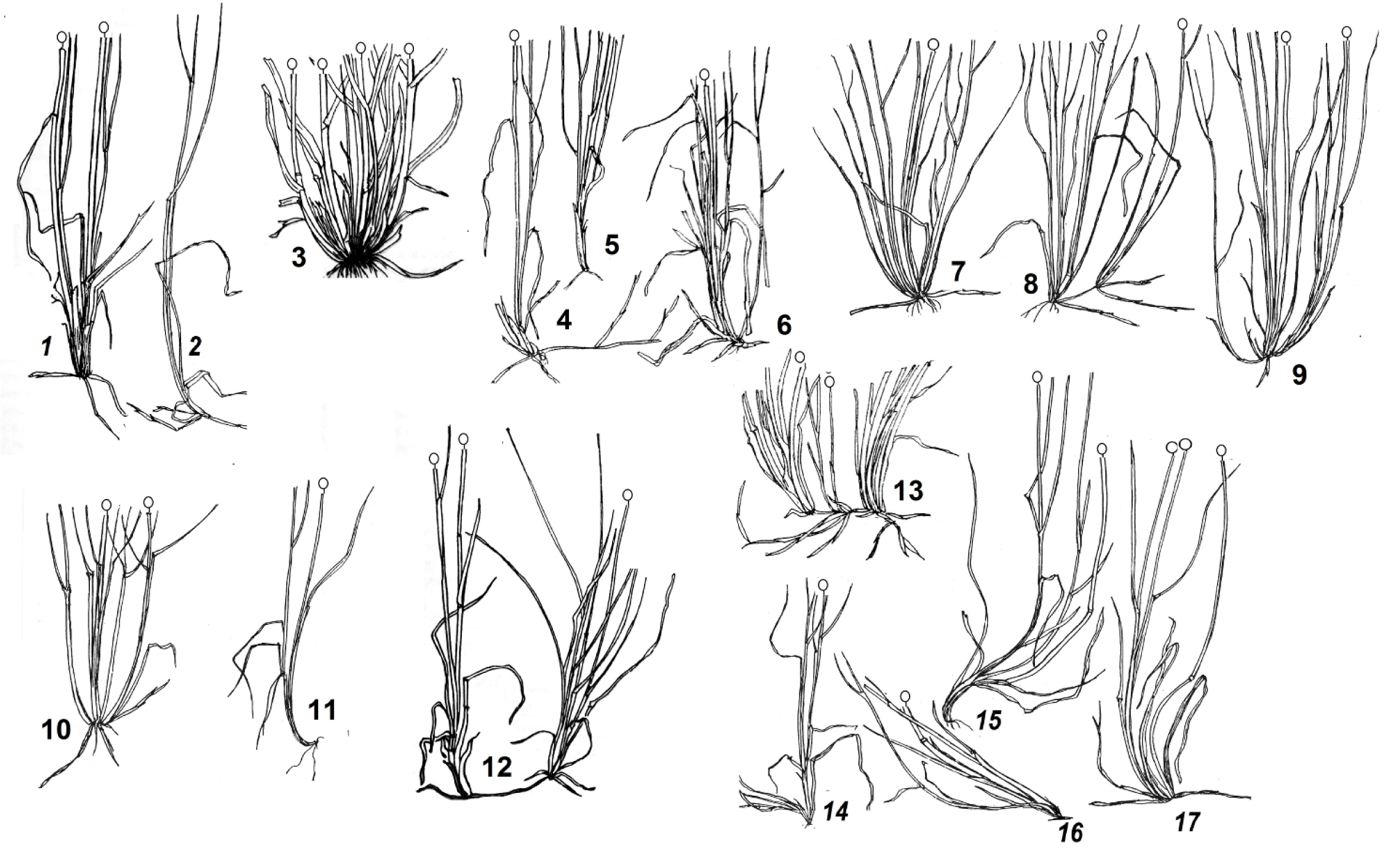 Fig. 1. Tillering of Poa pratensis s.l. in different communities in Tomsk region: 1-3 – miscellaneous herbs lawn; 4-6 – wet edge of pine forest; 7-11 –birch forest with miscellaneous herbs; 12 – sandy crest; 13 – lakeshore; 14-17 – upland meadow with miscellaneous herbs.