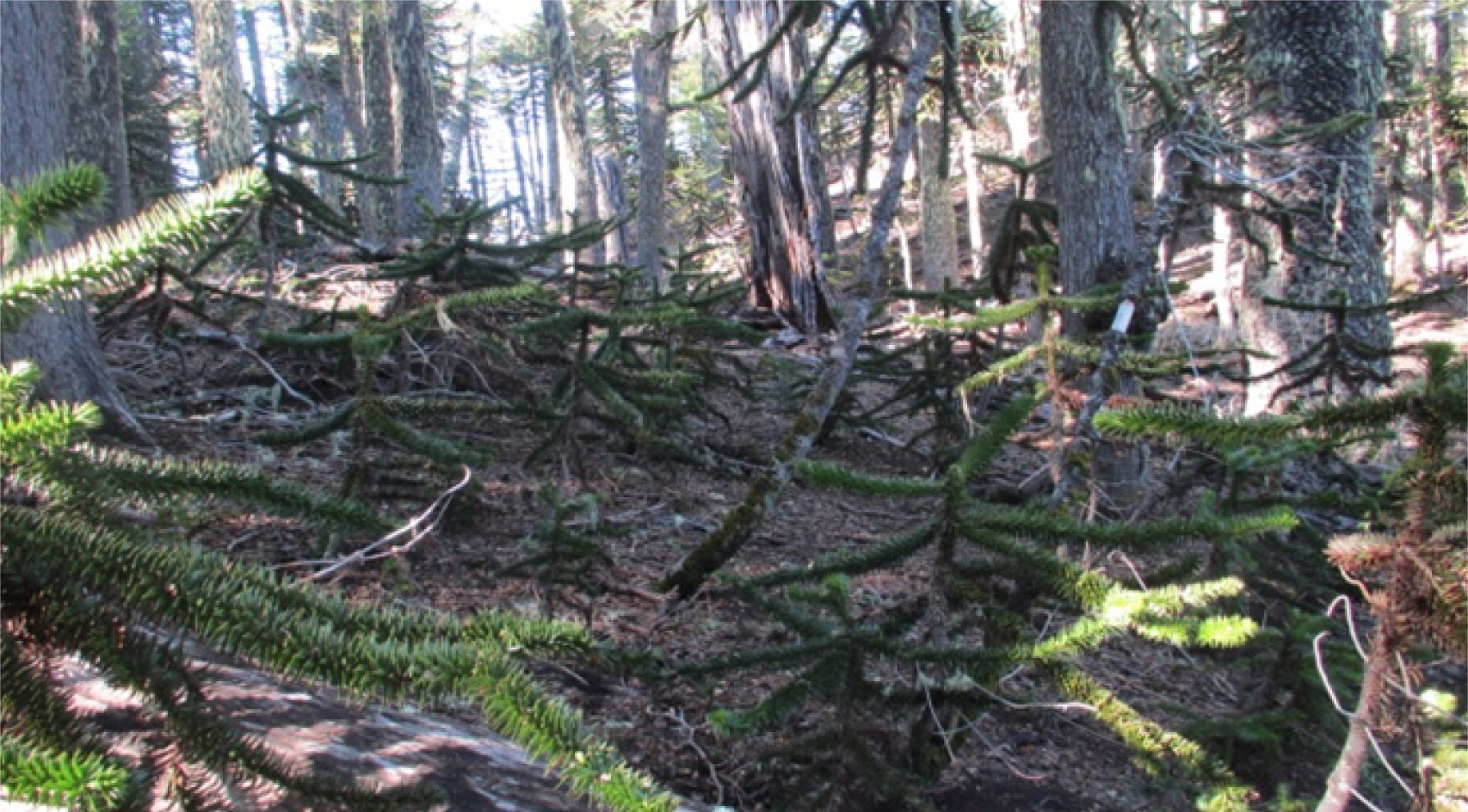 Fig. 8. Regrowth in the araucaria and nothofagus litterdrop forest with a sparse upper arboreal layer.