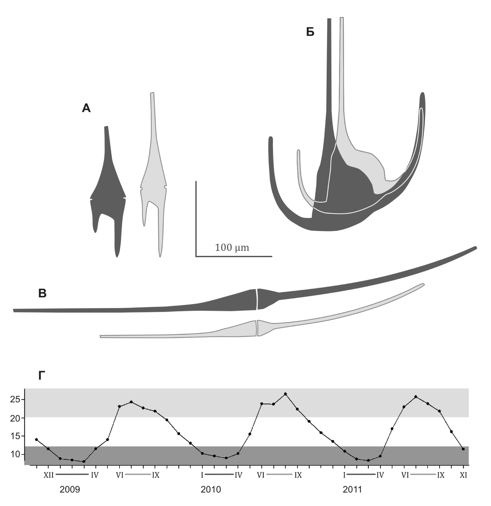 Fig. 1. Seasonal forms of dinoflagellata in winter (dark) and summer (white): А – Ceratium furca; Б – C. tripos; В – C. fusus. Г – Temperature in sea surface layer; color indicates winter and summer hydrological seasons.