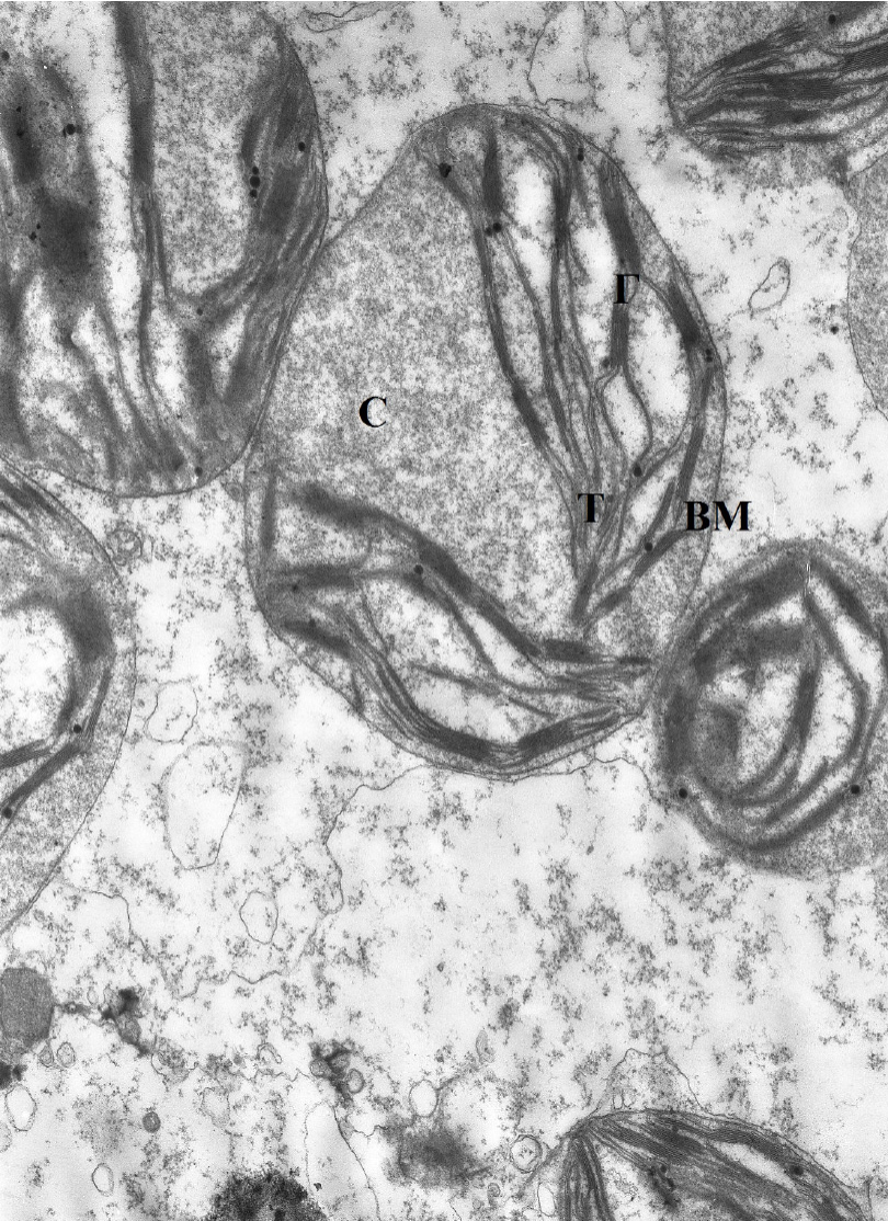 Fig. 1. Group of chloroplasts in chlorenchima cell of the lower branch of horsetail (Equisetum arvense): Г– grana; BM – outer membrane of the chloroplast; C – stroma; T – thylakoids (magnification – ×8000).
