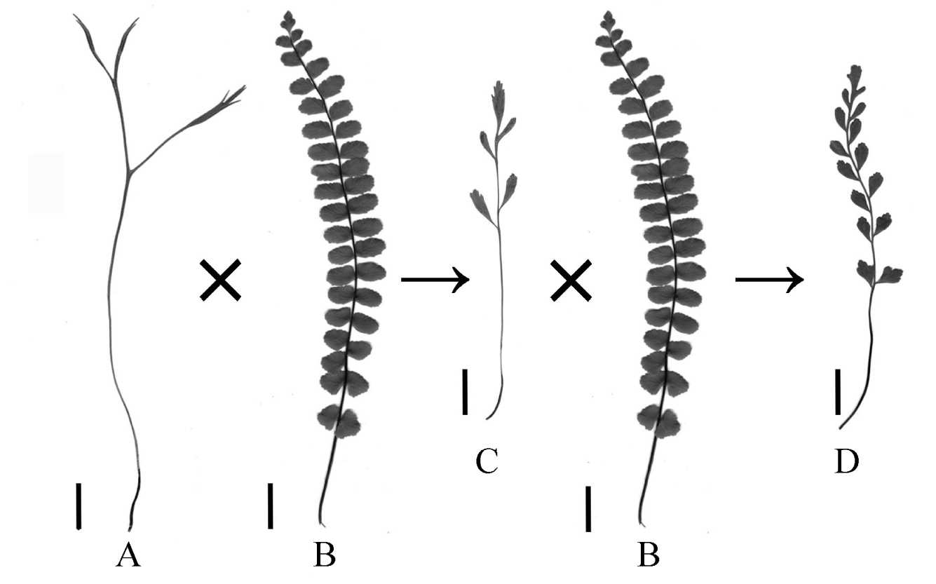 Fig. 1. Scheme of natural hybridization of some Asplenium species: А – A. septentrionale; B – A. trichomanes; C – A. ×alternifolium; D – A. ×heufleri. Bar – 1 сm.
