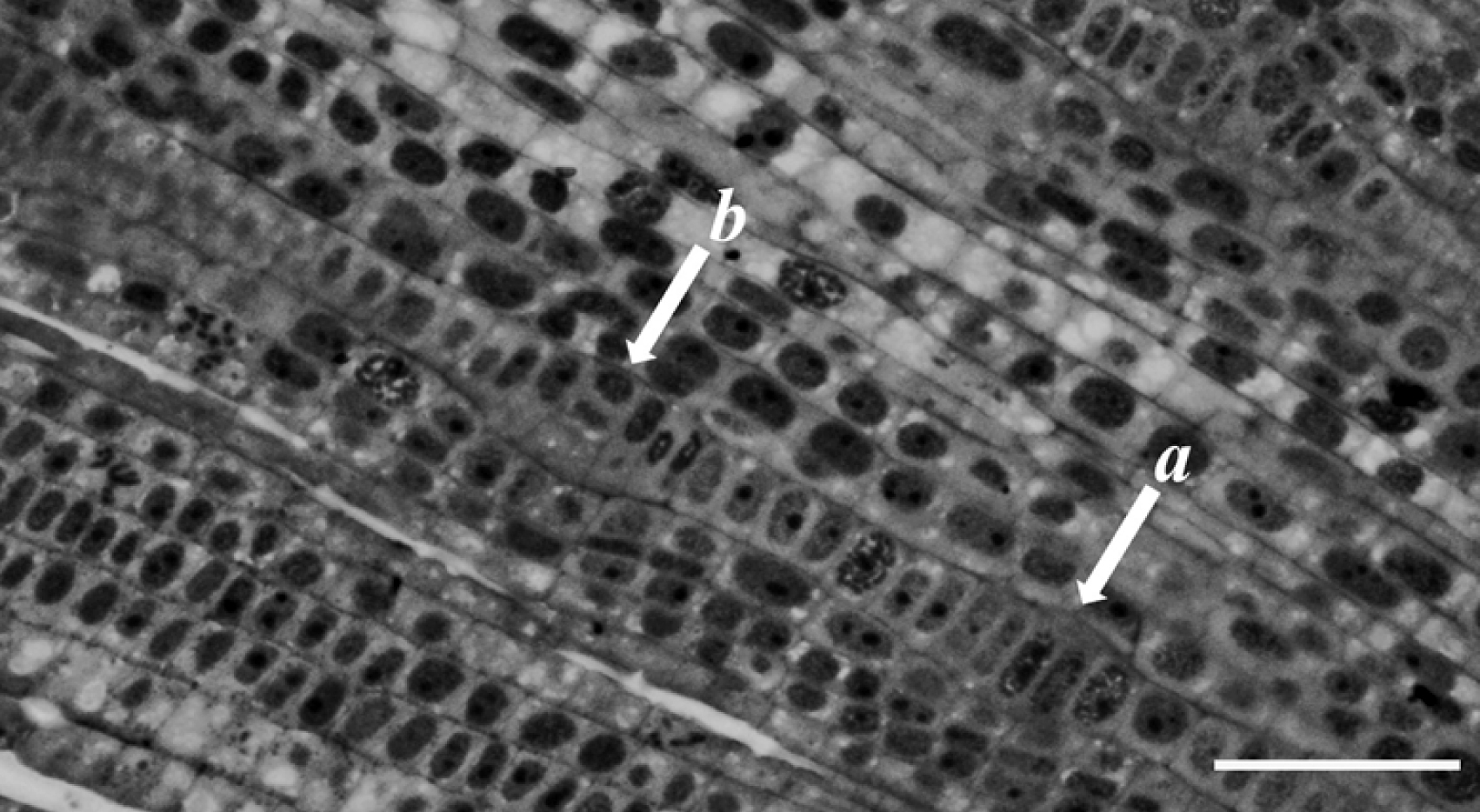 Fig. 1. Initiation of lateral root primordial (LRP) in Butomus umbellatus adventitious roots: а – increased cells in the pleroma outermost layer; b – periclinal division of pleroma cells. Bar – 50 µm.