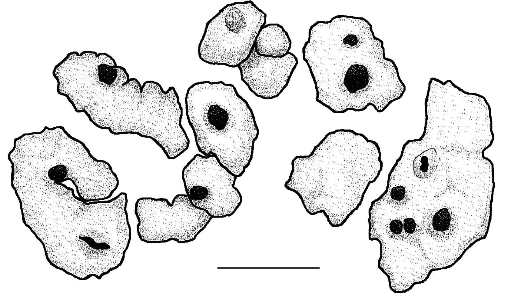 Fig. 1. Squamulose epilithic lichen infected by lichenicolous fungus Pyrenidium actinellum s.l. Bar – 400 µm.