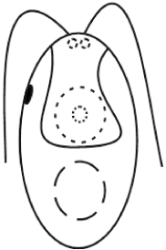 Fig.1. Chlamydomonas type of immotile cells.