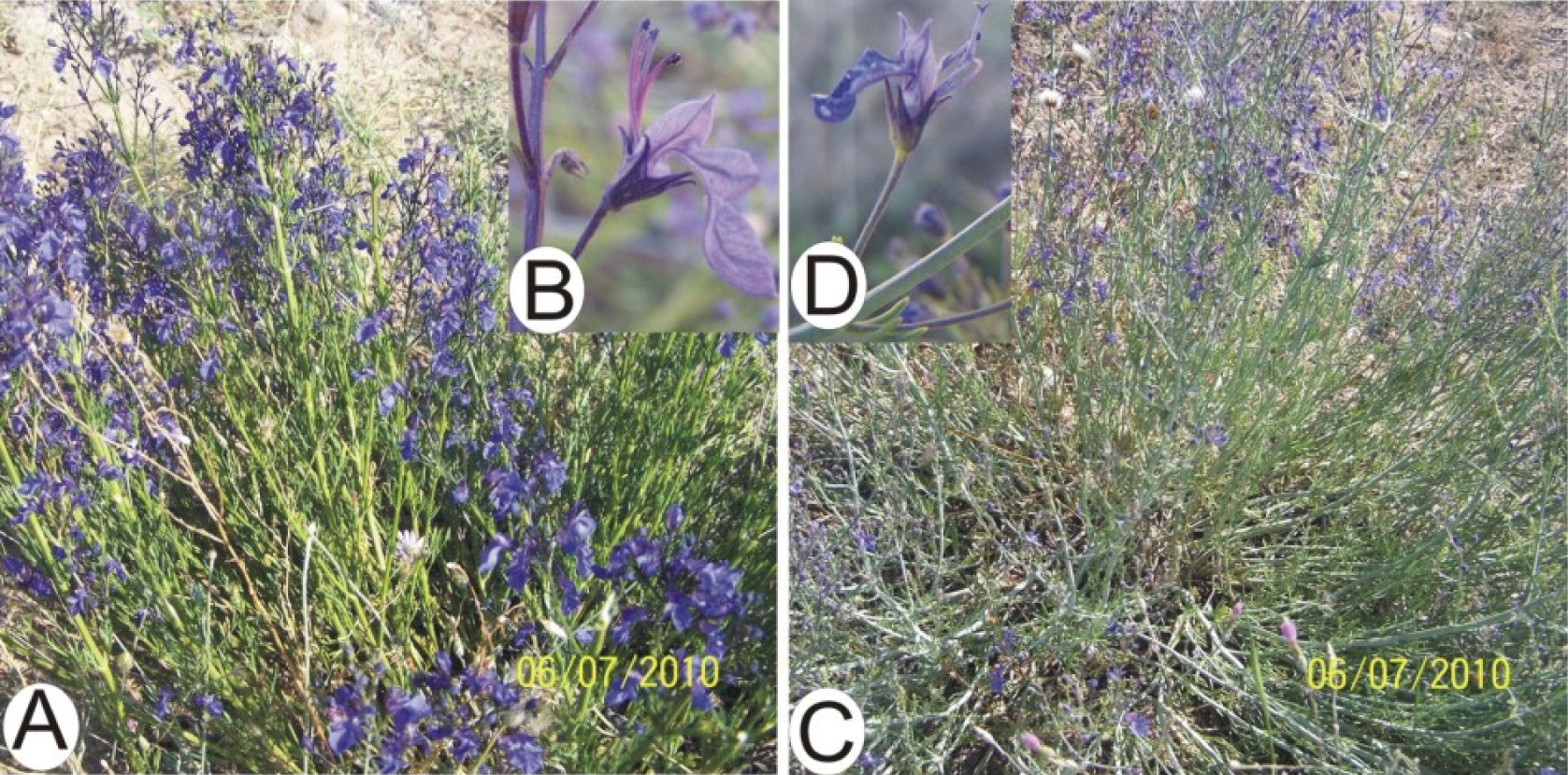 Fig. 1. The general appearances and enlarged flowers of the two varietes of Teucrium pruinosum: A, B – var. aksarayense; C, D – var. pruinosum.