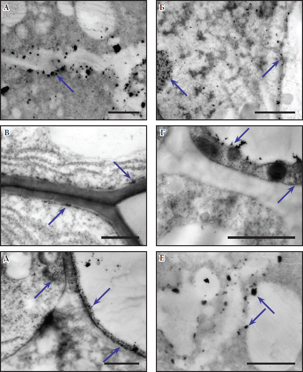 Fig. 1. The localization of Н+-АТPase in cortex cells of maize plant that was grown at 70% soil moisture: А-В – cv. ‘Perejaslavsky’; Г-Е – cv. ‘Dostatok’. An electron dense precipitate of Н+-АТPase activity is indicated by arrows. Bar = 1 µm.