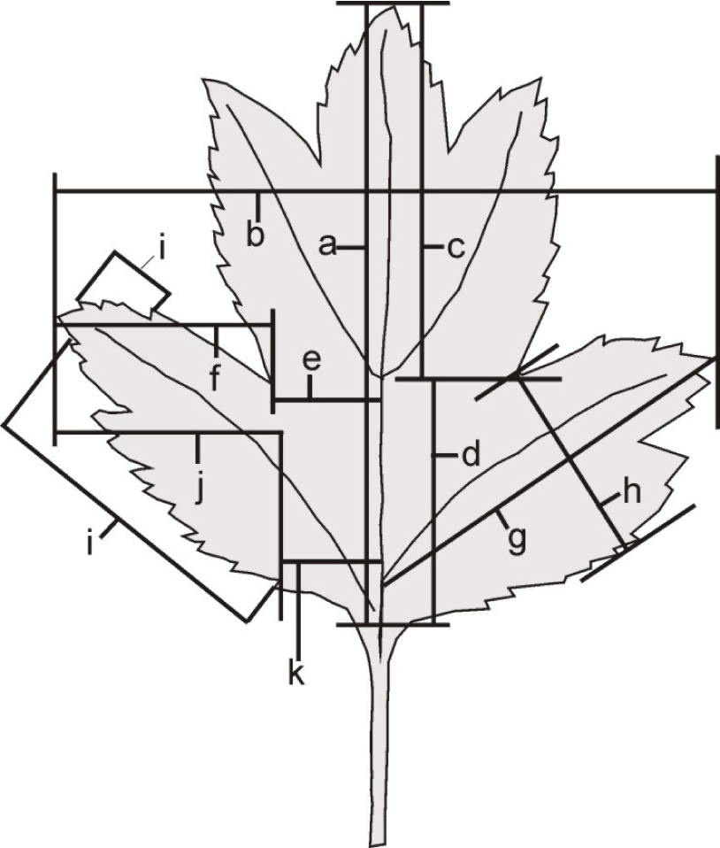 Fig. 1. Quantitative characters scored on leaves from flowering shoots, short shoots and elongate shoot: a – length of leaf blade; b – width of leaf blade; c/c+d=c/a – location of basal sinus; f/e+e – depth of basal sinus = extension of basal lobe to midrib; g – length of basal lobe; h – width of basal lobe; i+i – number of teeth on basal lobe; j/j+k – ratio of serrate part of lobe to lobe length (according to Christensen 1992).