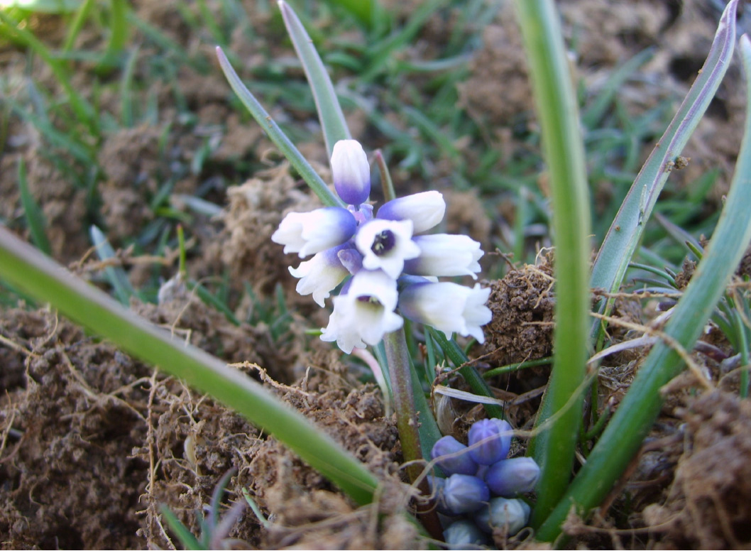 Fig. 1. General appearance of Muscari vuralii.