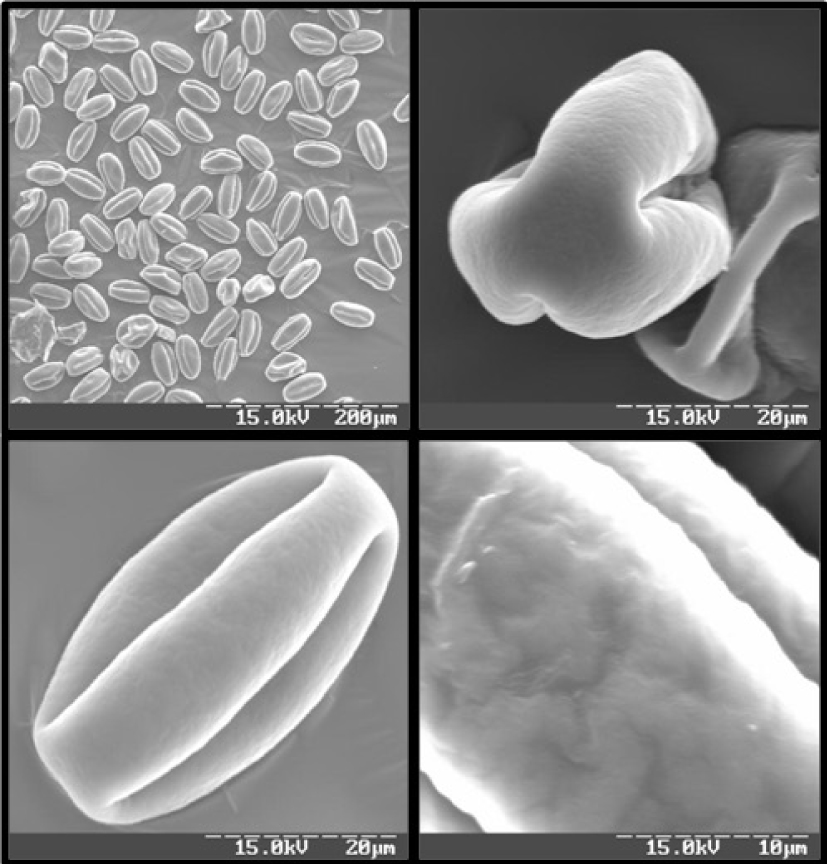 Fig. 1. Pollen grains of Diospyros lotus in different position.