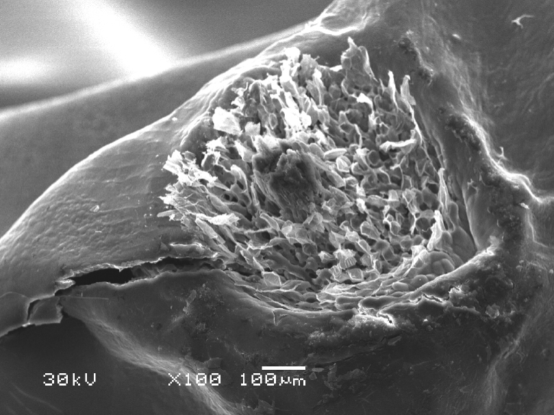 Fig. 9. SEM. General view of the hilum of Iris halophila.