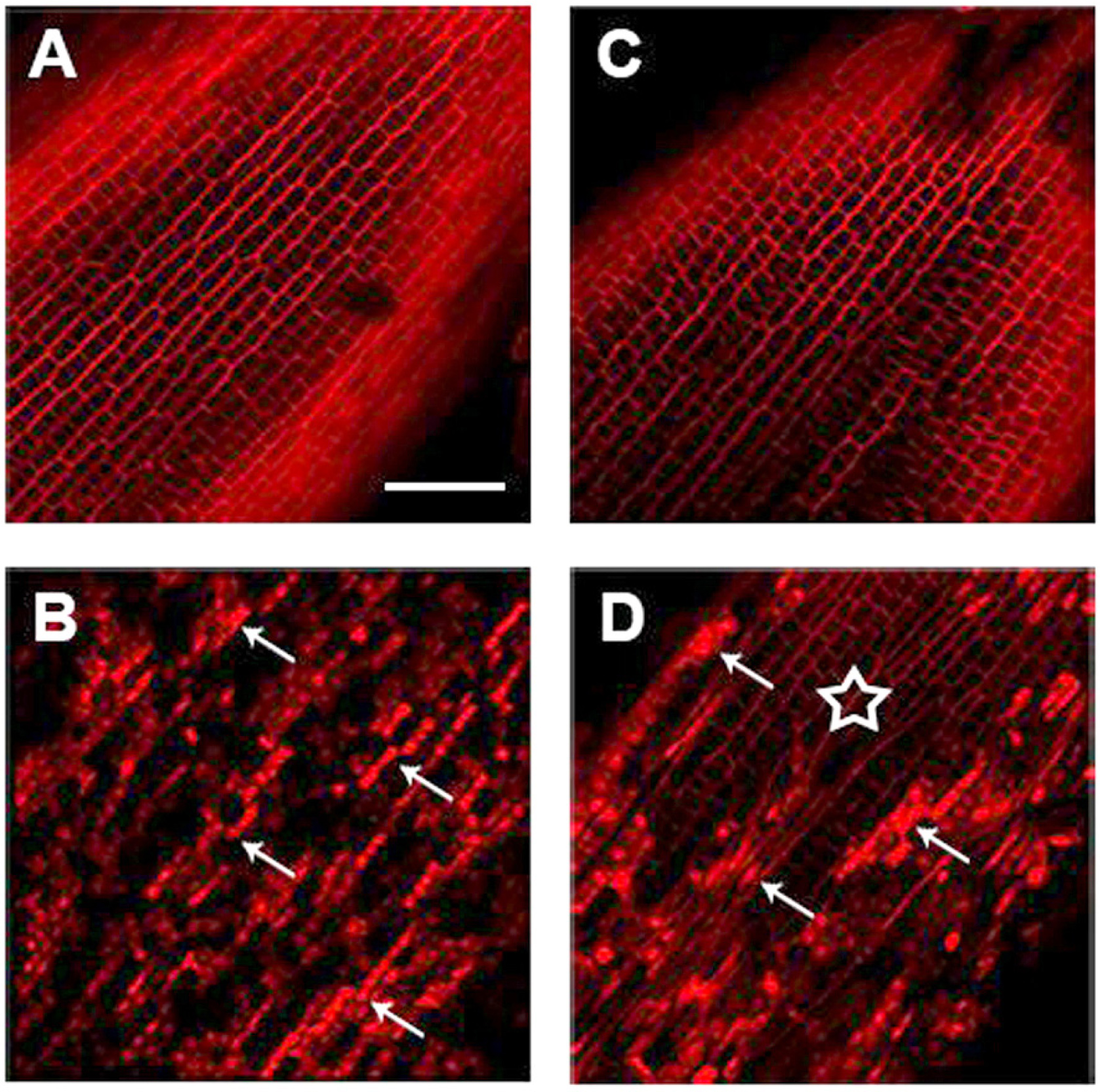 Fig. 3. Detection of viable (with cell wall stained only) and dead cells (with nuclei and cytoplasm stained) in the peripheral tissues of the root tip following 24 h of exposition to heavy metals, with propidium iodide using confocal microscope. A – ‘Premjia 190 MB’, control with all cells viable; B – ‘Blitz 160 MB’, Cd+Ni, with majority of cells damaged (e.g. arrows); C – ‘Premjia 190 MB’, Ni with viable, undamaged cells; D – ‘Blitz 160 MB’, Ni with viable (asterisk) and damaged (arrows) cells. Bar represents 30 µm in all figures.