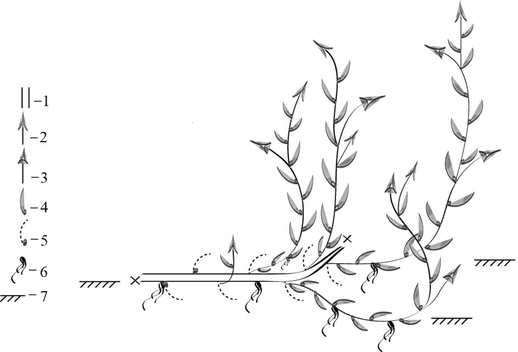 Fig. 1. Structure of Solanum dulcamara individual: 1 – shoot of the last year; 2 – shoot of the current year; 3 – inflorescence; 4 – leaf with axillary bud; 5 – dead leaf with axillary bud; 6 – adventitious roots; 7 – the ground level.