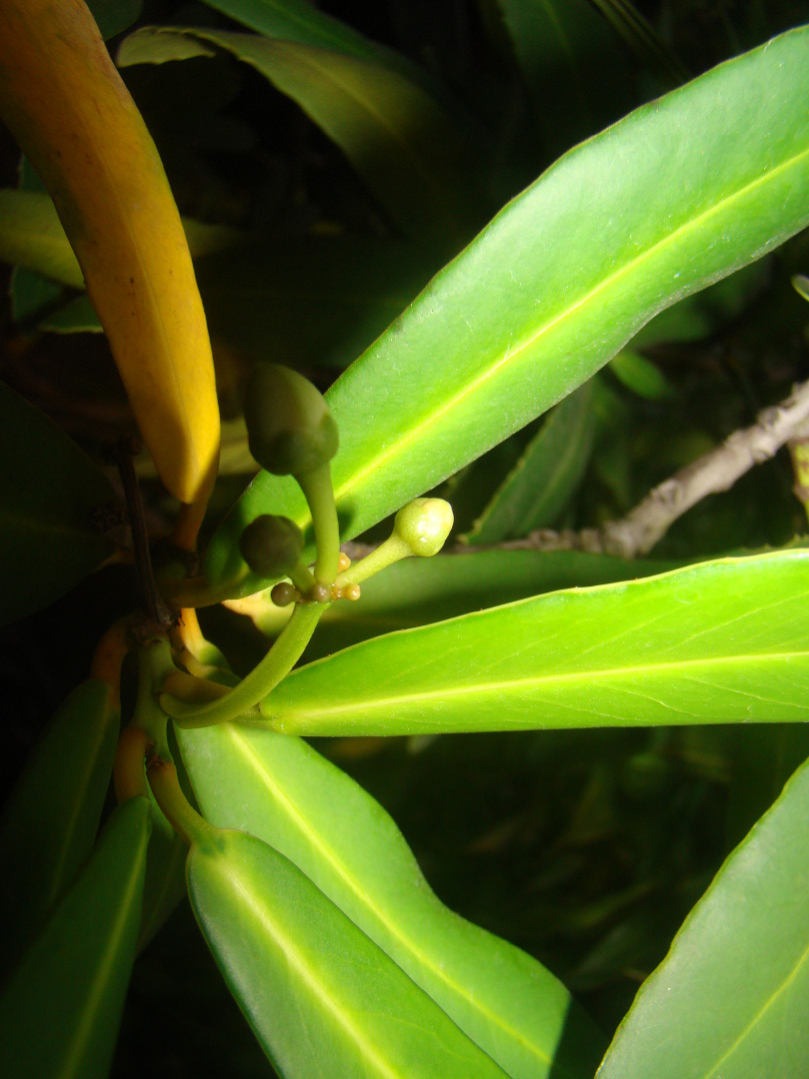 Fig. 2. Some stages of inflorescence morphogenesis in Brexia madagascariensis.