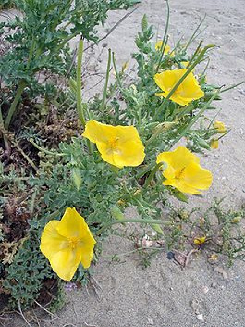 Fig. 1. Common view of flowering plant Glaucium flavum.