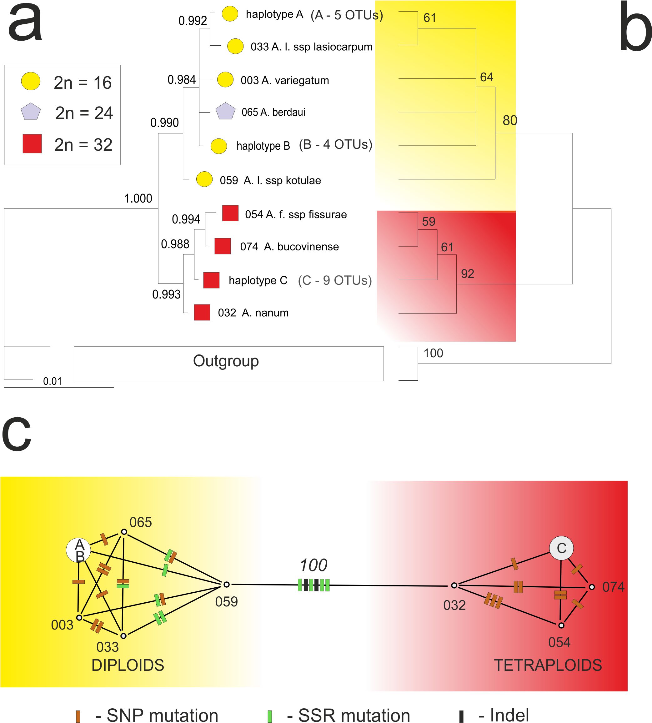 Fig. 2. a – Bayesian Inference (MrBayes) of cpDNA haplotypes of Aconitum subgen. Aconitum in the Carpathians (above nodes posterior probabilities are given); b – maximum parsimony analysis (PAUP*) and majority consensus tree (above nodes bootstrap values are given); c – minimum spanning network (SplitsTree). The split between the diploid-type and tetraploid-type cpDNA haplotypes is supported with 100% bootstrap. Bootstrap support for (b) and (c) is based on 1000 random runs. Haplotypes A, B and C are characterized in Tab. 2. A. f. – Aconitum firmum; A. l. – Aconitum lasiocarpum.