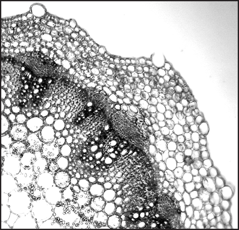 Fig. 1. Anatomical structure of Rorippa palustris stem.