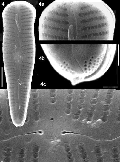 Figs. 4, 4а-с. Gomphonema laticollum Reichardt (SЕМ): 4 – outside valve surface; 4а – free valve pole; 4b –attaching valve pole with pore fields, distal fissure; 4с – central part of valve, central raphe pores, stigma. Scale bars: 4 = 5 µm; 4а-с = 1 µm.