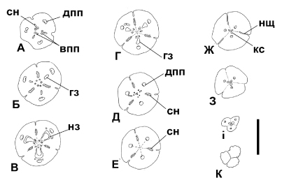 Fig. 2. Gynoecium transverse sections (А-К) іn Sansevieria hyacinthoides: впп – ventral carpellary bundle; гз – locule; дпп – dorsal carpellary bundle; кс – style channel; нз – ovule; нщ – nectary groove; сн – septal nectary.
