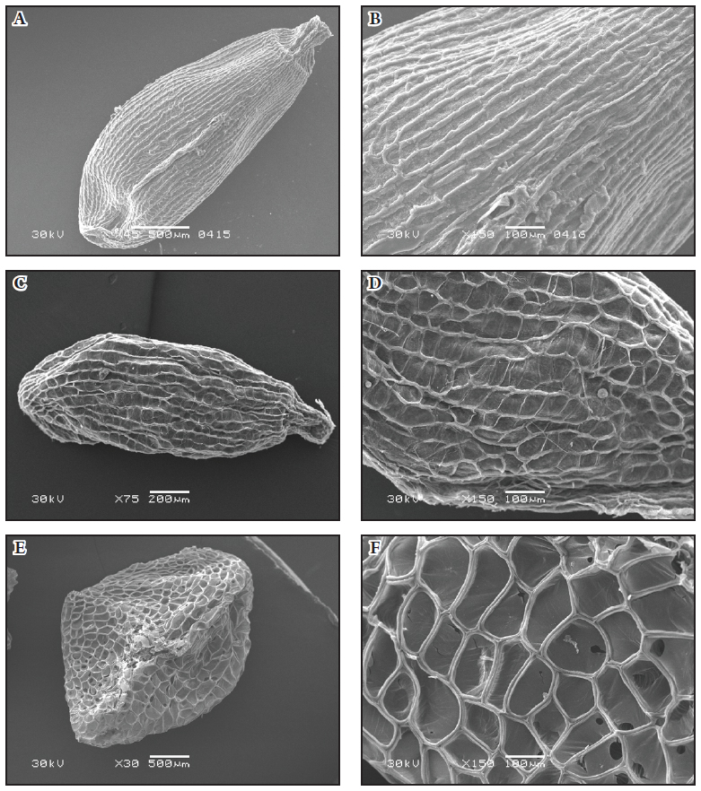 Fig. 1. Seeds of Pedicularis oederi (A – common view, B – ornamentation); P. hirsuta (C – common view, D – ornamentation) and P. dasyantha (E – common view, F – ornamentation).